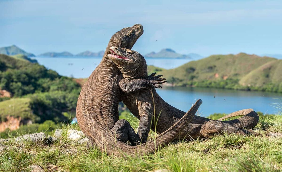 OPEN TRIP LABUAN BAJO KOMODO 4 HARI 3 MALAM MENGGUNAKAN SPEED BOAT HARGA SESUAI PILIHAN HOTEL